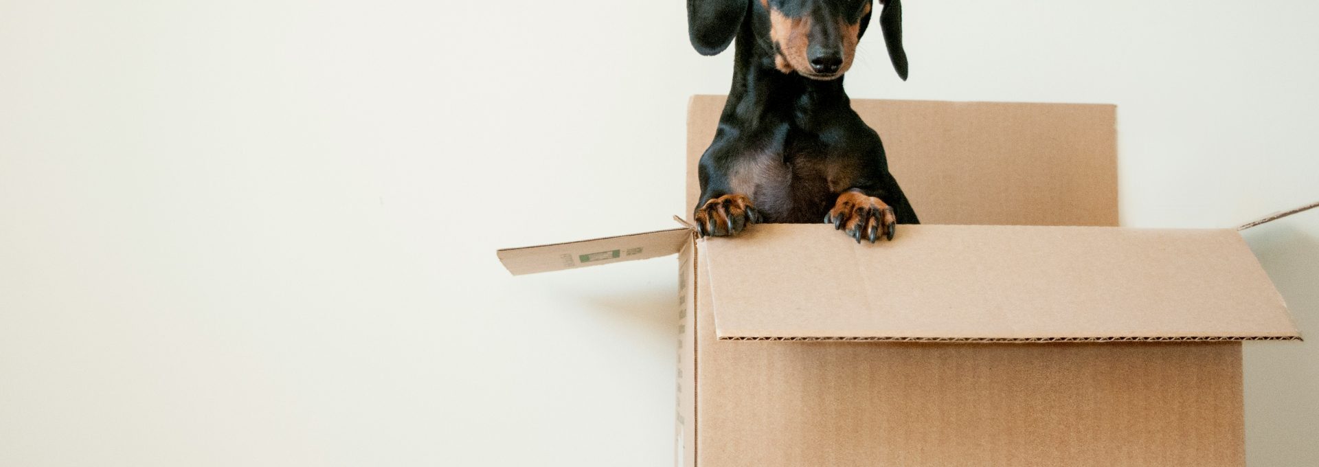 black and brown Dachshund standing in box