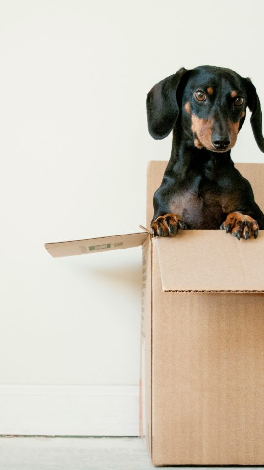 black and brown Dachshund standing in box